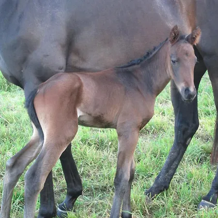 Feriehus Le Montagnard *